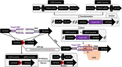 Identification and functional characterization of ORF19.5274, a novel gene involved in both azoles susceptibility and hypha development in Candida albicans